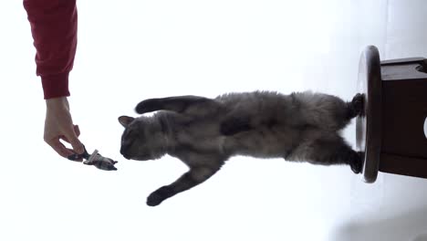 A-gray-and-furry-cat-jumps-on-the-chair-to-grab-his-toy,-Playing-with-owner