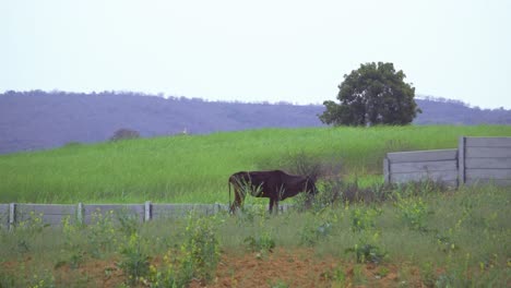 Una-Vaca-India-Doméstica-Negra-Pastando-En-Un-Campo-De-Granja-De-Mostaza-En-La-India-Rural-Con-Un-Paisaje-Montañoso-Y-Nublado