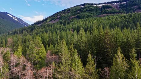 Hermosa-Vista-Sobre-El-Bosque-Siempre-Verde-Con-Montañas-En-Un-Día-De-Cielo-Azul-En-Snoqualmie,-Estado-De-Washington