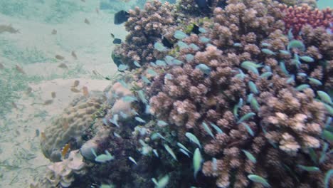 Underwater-life-and-tropical-fish-schools-at-colorful-reef