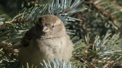 Close-up:-Female-House-Sparrow-puffed-up-against-cold-in-spruce-tree