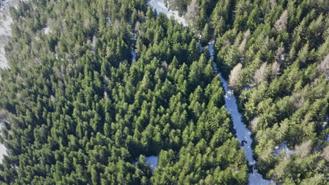 A-serpentine-river-meandering-through-a-dense-evergreen-forest,-aerial-view