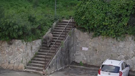 Ein-Wildschwein-Kommt-In-Einem-Wohnviertel-In-Haifa,-Israel,-Die-Treppe-Herunter