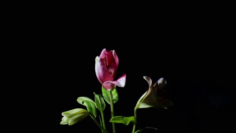 Large-Pink-and-white-flower-opening-timelapse-isolated-on-black-background