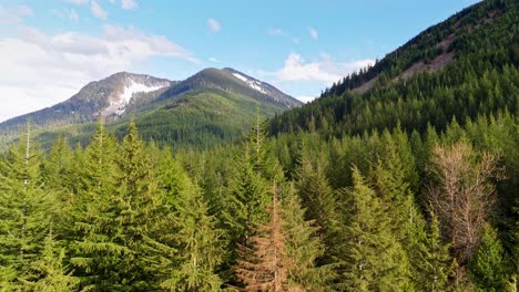 Aerial-shot-above-Evergreen-forest-tree-tops-with-mountains-on-a-blue-sky-day-in-Snoqualmie,-Washington-State