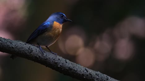 Nach-Rechts-Blickend,-Sich-Umsehend,-Während-Die-Kamera-Heranzoomt,-Blauschnäpper-Cyornis-Whitei,-Männlich,-Thailand