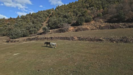 Schwarze-Und-Weiße-Pferde-Grasen,-Drohnen-Fliegen-über-Landwirtschaftliche-Felder-Und-Tiere-In-Der-Skyline-Laufen-Frei-Auf-Mediterranen-Hügeln