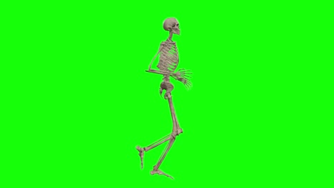 A-skeleton-3D-character-running-on-green-screen-seamless-loop-3D-animation,-side-view-animated-loop