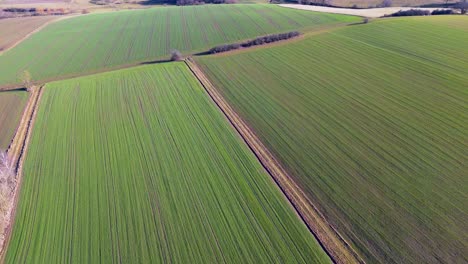 Drohne-Erfasst-Grüne-Landwirtschaftliche-Felder-Im-Frühen-Frühling