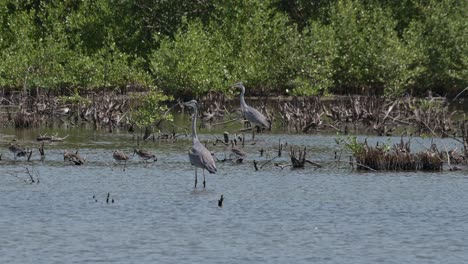 Camera-zooms-out-revealing-two-individuals-and-other-birds-wading-in-the-water,-Grey-Heron-Ardea-cinerea,-Thailand