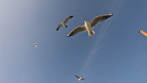 In-minimalist-video-background,-seagulls-dance-across-the-canvas-of-tranquil-blue-sky,-creating-serene-and-mesmerizing-scene-that-captures-the-ethereal-beauty-of-flight-and-open-skies