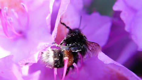 Macro-Of-A-Bumblebee-In-A-Blooming-Flower-Pollinating