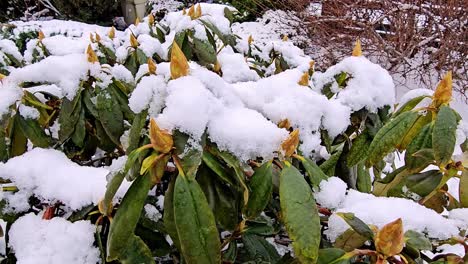 Close-up-of-a-green-bush-covered-in-snow,-with-some-of-its-green-leaves-and-brown-branches-still-visible,-camera-pans-to-the-left