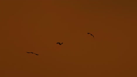 Eagles-Silhouettes-Flying-Through-Extremely-Polluted-Air,-Slowmotion