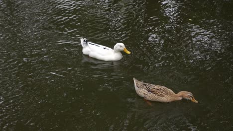 Black-swan-and-white-duck-swimming-together-in-a-lake