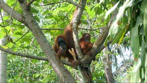 Orang-Utan-Familie-Aus-Zwei-Personen,-Die-Zusammen-Essen,-Tierwelt-Indonesischer-Dschungel