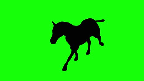 A-silhouette-of-a-zebra-running-on-green-screen,-perspective-view