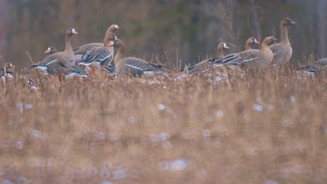 Brown-geese-graze-in-a-meadow