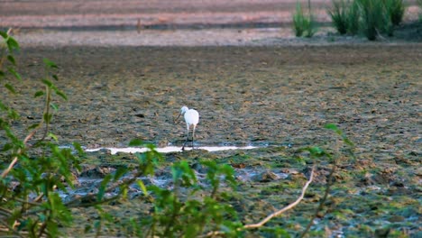 Lonely-white-Egret-bird-in-wetland-with-green-algae