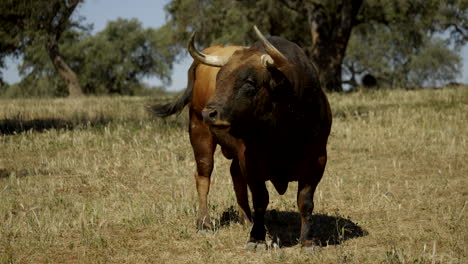 Imágenes-De-4k-De-Un-Toro-Enojado-En-Un-Hermoso-Campo