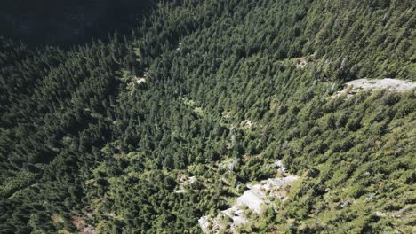 Dense-Forest-Near-Mountains-Of-Sky-Pilot,-Copilot,-And-Habrich-In-Squamish-Lillooet,-BC,-Canada