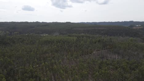 Aerial-view-of-an-eucalyptus-plantation-on-a-top-of-the-hill-for-the-paper-industry