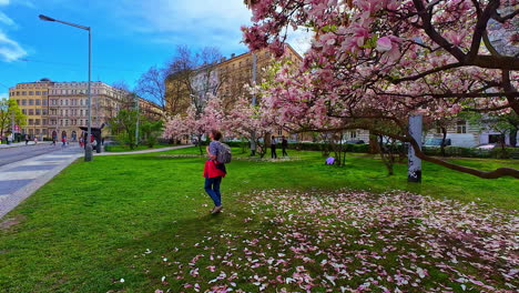 Spring-tree-magnolia-pink-flowers-full-bloom-blossom-Park-Prague-Czech-Republic