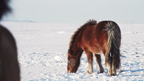 Raro-Avistamiento-De-Un-Caballo-Islandés-Alimentándose-De-Hambre.