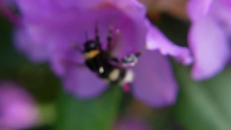 Bumblebee-Flying-Away-From-Pink-Flower-In-Garden