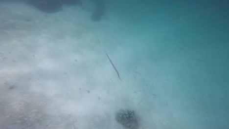 Cornetfish-or-flutemouth-glides-through-the-blue-sea,-showcasing-its-elegant-form
