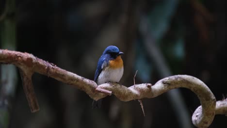 Ruht-Auf-Der-Rebe,-Blickt-Nach-Rechts-Und-Schaut-Sich-Um,-Indochinesischer-Blauschnäpper-Cyornis-Sumatrensis,-Männlich,-Thailand