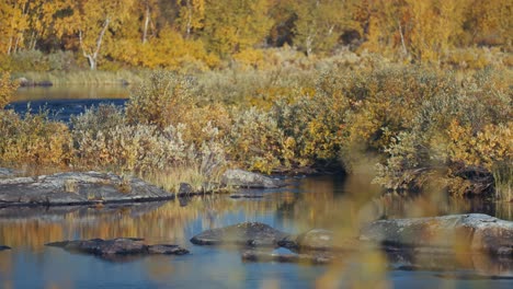 A-shallow-river-flows-slowly-in-the-rocky-riverbed-surrounded-by-the-autumn-tundra-landscape