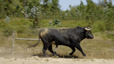 4K-Aufnahmen-Eines-Wütenden-Bullen-Auf-Einem-Wunderschönen-Feld