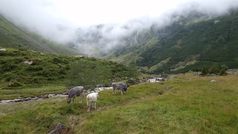 wide-angle-establishing-shot-of-three-cows-peacefully-grazing-together