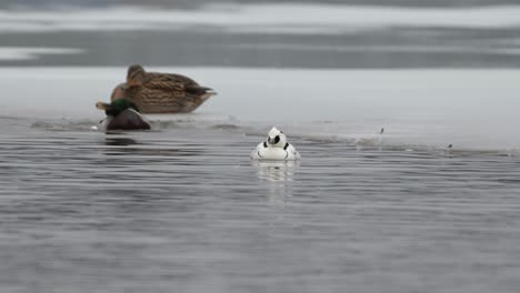 Smew-swimming-close-to-ice-edge-while-Mallard-cleaning-feathers-in-background,-handheld-slow-motion