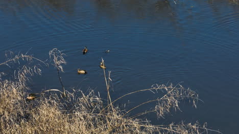 Patos-Reales-Nadando-En-El-área-De-Manejo-De-Vida-Silvestre-Del-Estado-De-Bell-Slough-En-Arkansas,-Estados-Unidos