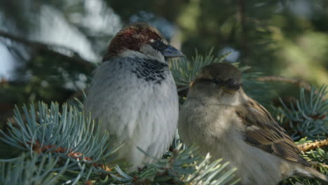 Pair-of-cute-House-Sparrows-perched-in-spruce-tree,-focus-on-female