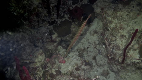 Toma-Submarina-De-Pez-Trompeta-Nadando-En-Un-Arrecife-De-Coral-Por-La-Noche-En-El-Mar-Caribe