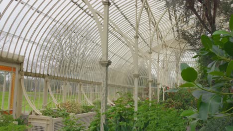 Interior-De-Invernadero-En-Los-Jardines-Botánicos-Nacionales-De-Glasnevin,-Irlanda