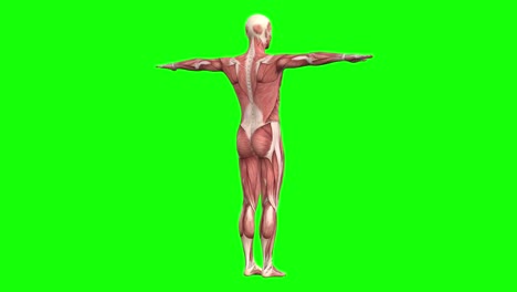 3D-male-muscles-anatomy-T-pose-on-green-screen-seamless-loop-3D-animation,-rotating-360