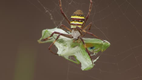 St-Andrew's-Cross-Female-Spider-Holding-Onto-Praying-Mantis-Caught-In-Web-Daytime-Windy-Sunny-Australia-Victoria-Gippsland-Maffra-Close-Up