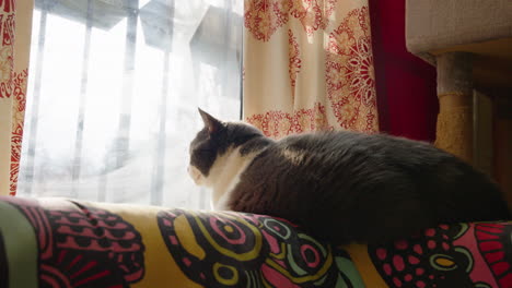Weitwinkelaufnahme-Einer-Schwarz-weißen-Katze,-Die-Auf-Der-Couch-Liegt-Und-Aus-Dem-Fenster-Starrt