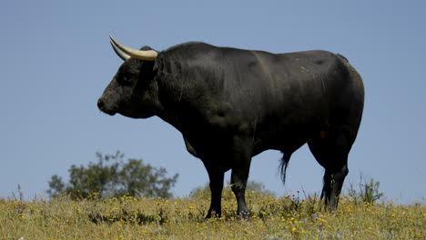 4K-Footage-Of-An-Angry-Bull-With-The-Blue-Sky-In-The-Background