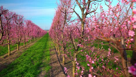 Grove-Of-Japanese-Apricot-Tree-With-Pink-Flowers