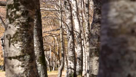 Birch-trees-with-sparse-foliage-in-fall-season,-Covão-d'Ametade,-slider