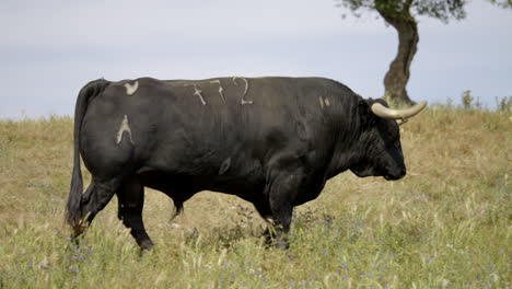 4K-Footage-Of-An-Angry-Bull-Walking-In-A-Beautiful-Field