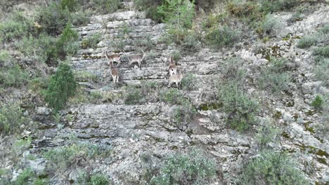 Approaching-aerial-drone-view-to-5-iberian-Ibex-in-a-rugged-mountainous-landscape-in-Castellon-SE-Spain