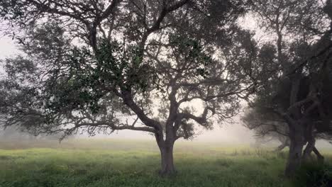 Un-Paisaje-Cubierto-De-Niebla-Y-Niebla,-Con-árboles-Que-Emergen-De-Exuberantes-Campos-Verdes