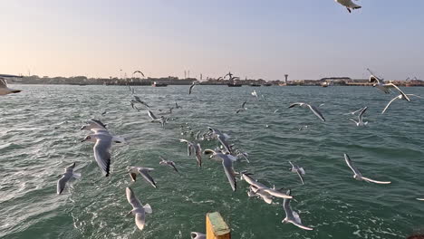 Detrás-Del-Barco,-Una-Bandada-De-Gaviotas-En-Vuelo-Crea-Un-Fondo-Fascinante-Y-Sus-Elegantes-Movimientos-Añaden-Un-Toque-Encantador-Al-Paisaje-Marino.