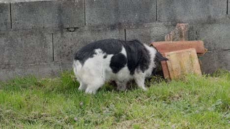 Süßer-Hund-Vergräbt-Einen-Gegenstand-Neben-Einer-Wand-Und-Orangefarbenen-Fliesen-Im-Hinterhof